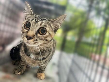 ハーネスが抜けて飛び出した飼い猫　ミッションは数日以内の保護　雨の予報に飼い主の焦りは募るばかり