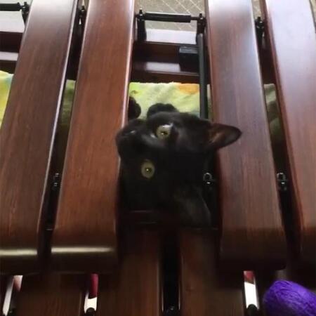 子猫さんが顔をのぞかせました！（画像提供：黒猫のこねろくさん ※動画よりキャプチャ、画像を一部トリミング）