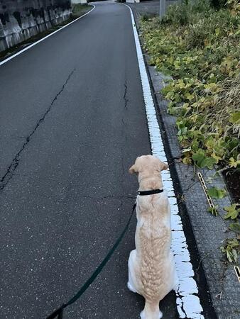 散歩中に一点を見つめ動かなくなった愛犬…どうして？（「ありんこりんこ」さん提供）