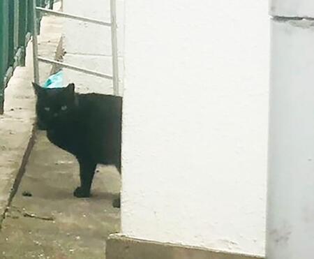 とある会社の外通路にいつからか住み着くようになった黒猫さん