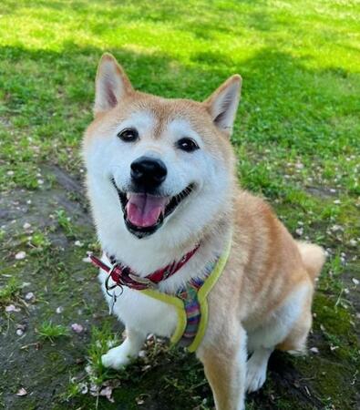 仕事で朝帰り→出迎えた柴犬「何時だと思ってるの！？」と激おこ　「めっちゃ怖い（笑）」