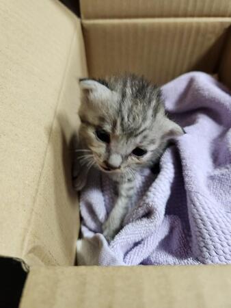 雨どいの排水管にしがみついていた子猫（もくれんれんれんさん提供）