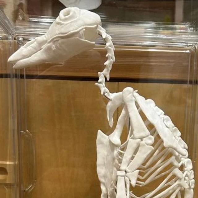 小2娘の自由研究に驚き→「ペンギンの骨格標本」そこから作ったの