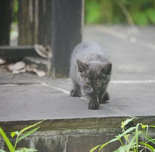 当院周りのジャングルに潜んでいた子猫は黒キジ猫でした