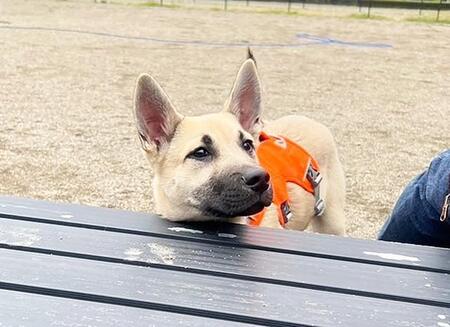 あれっ？顔出しプレートから抜けなくなったドジっ子犬　おちゃめなキャラが幸せを運んでくれた