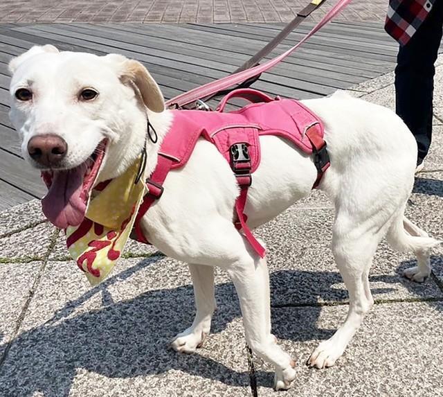 明るく元気に振る舞うミックス犬のメス・楓