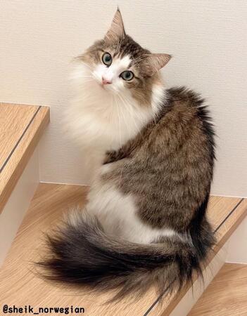 「1ミリも砂かかってないんだが…」トイレ後に“エア砂かけ”する猫に爆笑「そこじゃ無い~!」「笑い転げた」