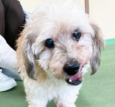 あなたの御年は? 穏やか&元気なミックス犬は食事介助が必要 譲渡のハードルを高いけど