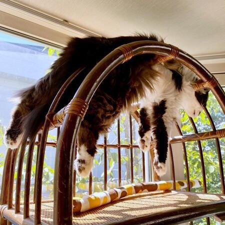嘘じゃないんです…!“クセがすごい”猫の昼寝姿にツッコミ続出 「絶妙なバランス感覚」「天日干しですね」