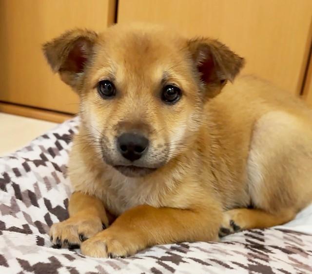 人間に心を開き、体をすり寄せてくるようになった元野犬の子犬、こた