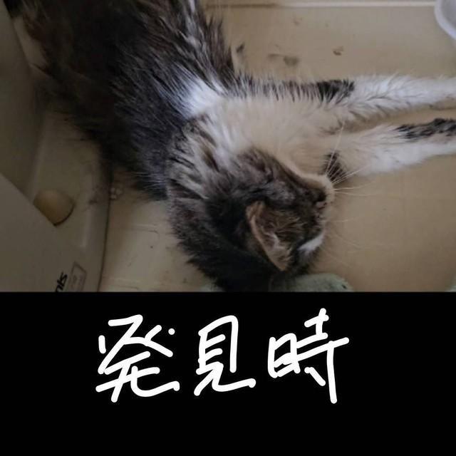 マンションに置き去りにされ餓死寸前で動けなくなった瀕死状態の猫（「アニマルレスキューたんぽぽ」さん提供）