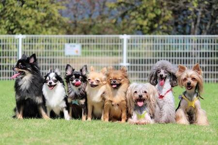 どんな小型犬が好きですか？　※画像はイメージです（photoAC）