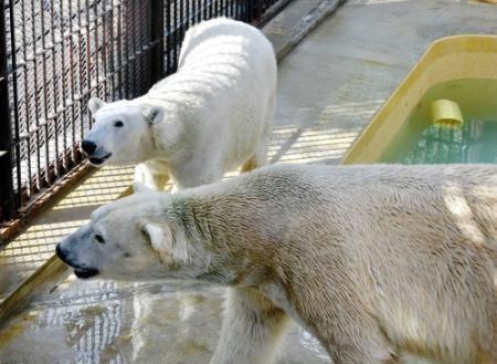 ホッキョクグマ長年のぺア「ホクト」「ユキ」あえて別れ、繋いだ命　それぞれの子が神戸、名古屋で大活躍　故郷・姫路から見守る関係者の思いは