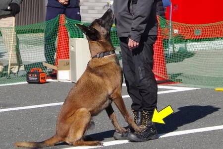 犬を呼んで人間の正面に座らせる「呼び戻し」のコマンドに超高速で反応した、捜索救助犬のリッターくん。反応が良過ぎて、勢い余って前両足がハンドラーさんの靴の上に！（画像提供：捜索救助犬HDS K9さん）