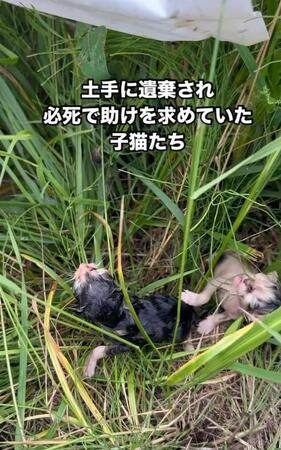 「河原に遺棄されていた」生後間もない子猫4匹を保護…1カ月半たち、1匹が虹の橋を渡る「捨てられなければ、救われた命だった」怒りの声殺到