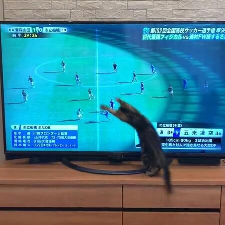 テレビのサッカーボールに夢中→テレビ台から落っこちる子猫に爆笑　撮影時のことを聞いた