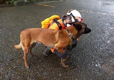 日本の救助犬はなぜ「靴」を履かないの？能登半島の豪雨災害現場でも活動した犬たちの命と安全に関わる「切実な理由」を救助犬団体に聞いた