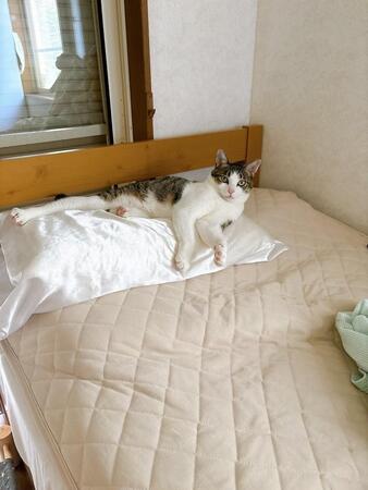 猫に占領された、シルク枕…「猫がツヤツヤになるばかり、美髪のために買ったのに」嘆く飼い主に「買い物成功」