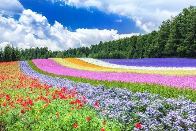 北海道・中富良野町 初夏の花畑（ファーム富田）の風景（w.aoki/stock.adobe.com）