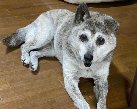 赤城山近郊で放浪していたメスの元野犬・梅梅