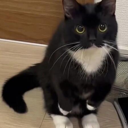 立ち上がる猫さん、どういう状況！？　海外からも反響、飼い主さんに聞いた