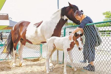 さんさん牧場で初めて誕生した子馬＝益田市高津３丁目