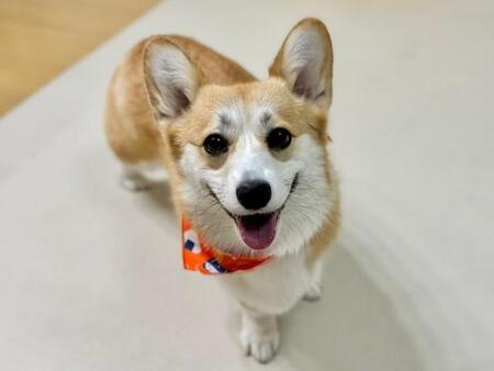 「ど、どろぼうー！」 白菜を食べる犯行現場を押さえられた犬、バレちゃった～と逃走！ このあとどうなった？