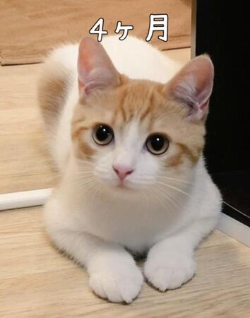 「イケニャンになったねぇ」子猫から成長したアフター写真に反響 「もちもち度増し増し」「パヤ毛からモフ毛に」