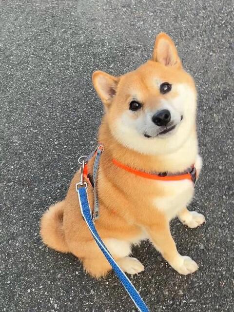 お散歩が大好きな柴犬、帰宅して「楽しかったね」と言いたげな可愛い