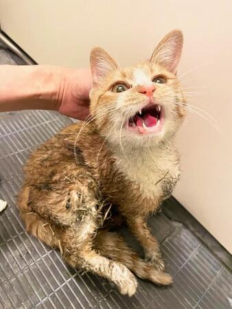 ネズミ捕りでベトベトだった子猫→何度も手洗いしたらフワッフワ！日光浴大好きなおっとりさん