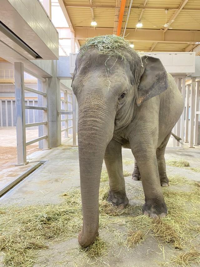 のびのびと過ごすナマリーちゃん（画像提供：周南市徳山動物園(公式)さん）