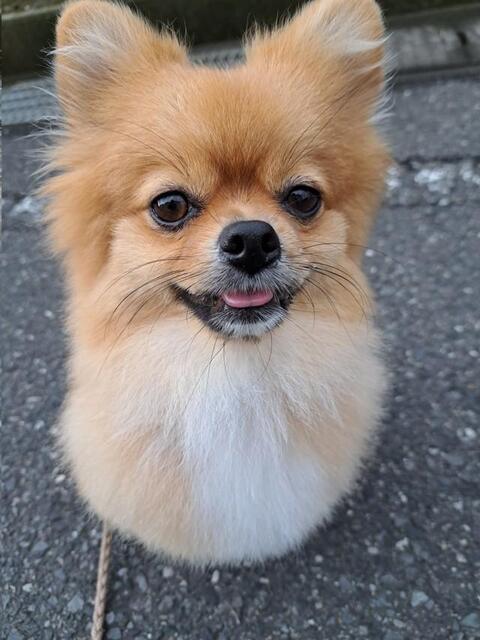 まるで小さな子ども！ よちよち『二足歩行』するポメラニアン 「人間