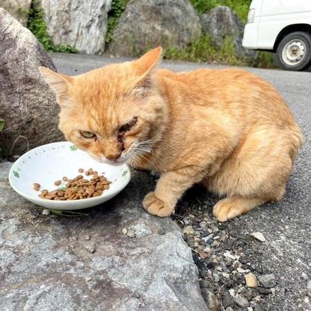 我が子を託すため現れたボス猫…傷だらけの野良生活から家族へ　保護主を驚かせた「穏やかな素顔」とは