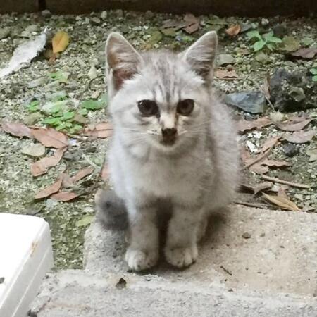 玄関先でうずくまっていた子猫…8年経った現在の美ニャン姿が尊い「最期まで愛情を注ぎ続けたい」