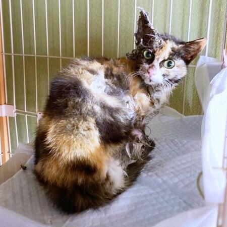 ガリガリに痩せ細った猫…トリモチにかかって毛が禿げた状態から半年後、美しい三毛猫に大変身