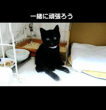 「男が小さな子猫を蹴っていた」保護すると、足に力なくぶらぶら→下半身不随も、介護し可愛いツンデレ猫に