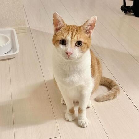 「社会人になったら迎えよう」と決めていたガリガリの野良猫が、事故で瀕死の重傷！？→ボーナスをはたいて治療、そして今