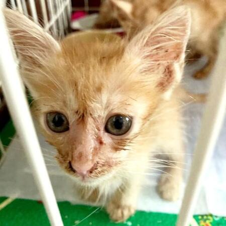 体重わずか420グラムだった子猫を救いたい　献身的なケアで、元気に成長…今では飼い主にべったりな甘えん坊に変身