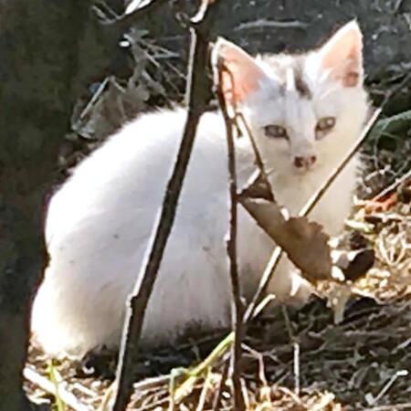 「一緒に来る？」猫風邪で瀕死の子猫を保護したら…3年後、ぬいぐるみに擬態するおちゃめなイケニャンに