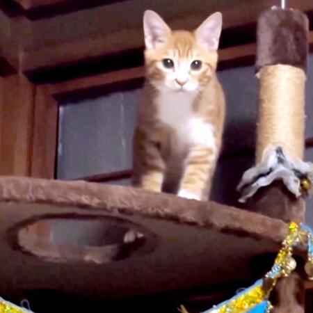 なんということでしょう…子猫が匠のリフォーム　障子をめくって出入りできる猫用ドアを新設　「猫もDIYするんですね」と9.8万いいね