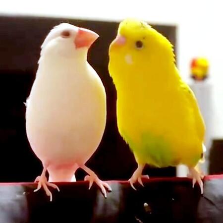 『なんだと？？』 インコから「文鳥」と言われてブチ切れる文鳥…シュールすぎる光景に「事実を言っただけなのに（笑）」と大盛り上がり