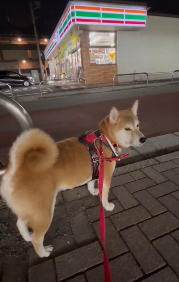 半年前にコンビニから出てくるおじさんと出会ってから毎回立ち止まる柴犬さんが話題に（「柴犬 りん」さん提供、Xよりキャプチャ撮影）