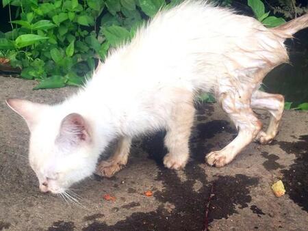 飼い主さんの前に現れたナツちゃんはガリガリに痩せていました（画像提供：おしけんさん）