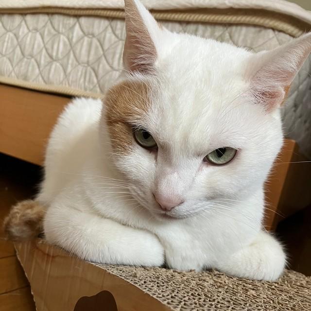 猫嫌いだった一家が変わった 母猫を探して衰弱していた子猫も大きく