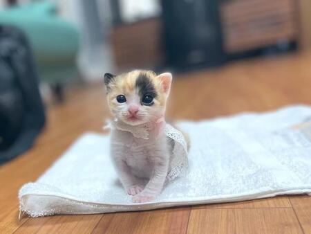 「よろしくお願いしますにゃ…」お迎えした三毛猫の赤ちゃんのあまりにも愛らしい姿！ 「かわいすぎて泣きそう」今では大切な家族に