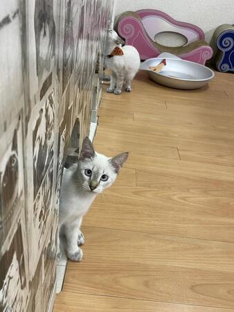 「目を引く可愛い猫がいない」グーグルレビューに猫カフェ店主が嘆き「スタッフの配慮は反省するが、猫に罪はない」