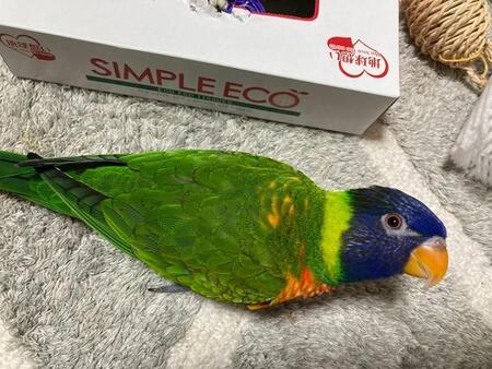 狂喜乱舞!ティッシュの空箱に大興奮するインコ、2分間のおしゃべりに爆笑「何だこのテンションの高さ」【飼い主に聞いた】