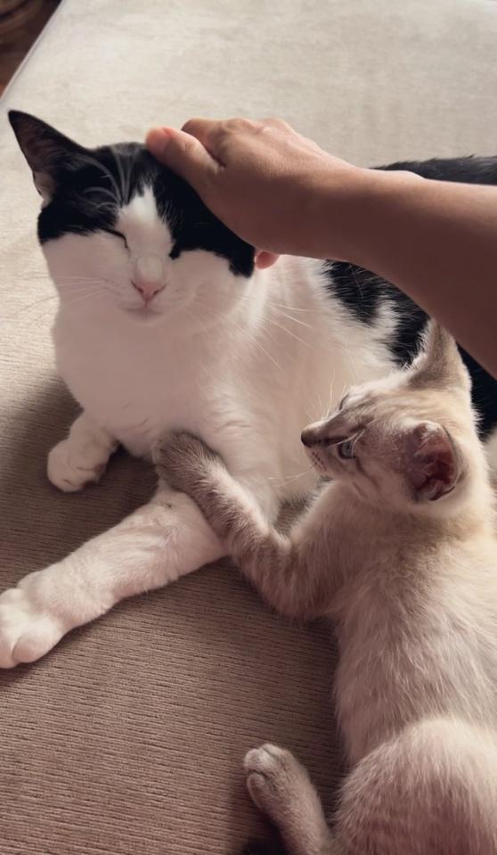 よしよししてもらうと嬉しいよ＝桃丸さん（@momomaruke）提供