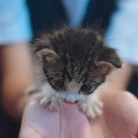 子猫さんがお家にやってきた！（画像提供：増永元 𝖦𝗅𝖺𝗌𝗌 𝖠𝗋𝗍𝗂𝗌𝗍さん ※画像を一部トリミング）