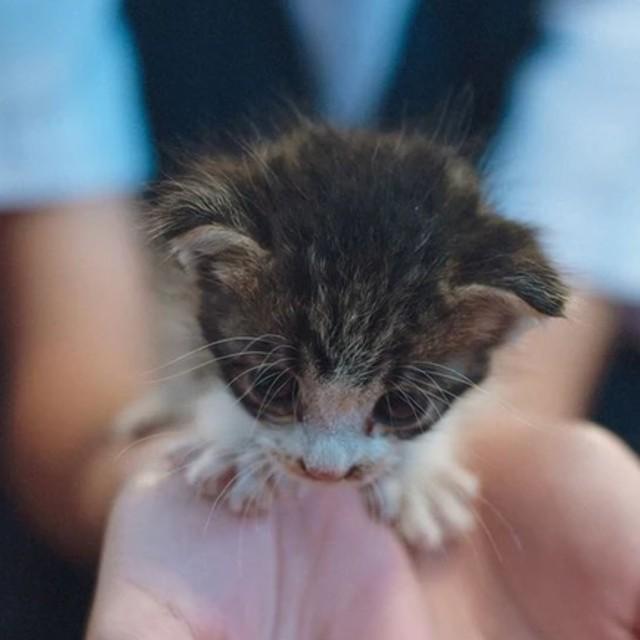 子猫さんがお家にやってきた！（画像提供：増永元 𝖦𝗅𝖺𝗌𝗌 𝖠𝗋𝗍𝗂𝗌𝗍さん ※画像を一部トリミング）